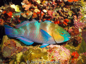 Parrot fish on the Umbria at night. Canon ixus 100 and d2... by Jackie Campbell 